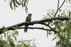 Cacomantis variolosus