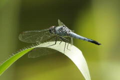 Brachydiplax denticauda