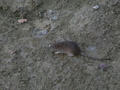Rattus norvegicus