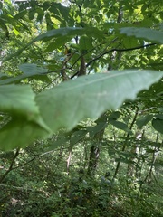 Castanea dentata