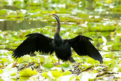 Anhinga novaehollandiae