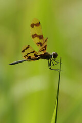 Rhyothemis graphiptera