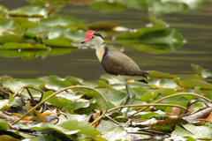 Irediparra gallinacea