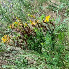 Hypericum perforatum