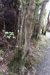 Ilex anomala