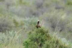 Cincloramphus cruralis