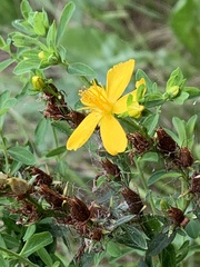 Hypericum perforatum