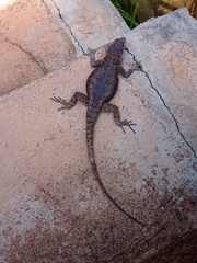 Tropidurus