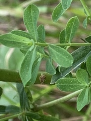 Hypericum perforatum
