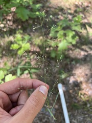 Agrostis perennans