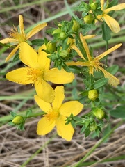 Hypericum perforatum