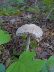 Amidella
