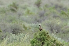 Cincloramphus cruralis