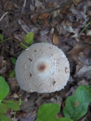 Amidella