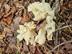 Sebacina sparassoidea