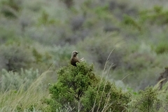 Cincloramphus cruralis