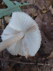 Amidella