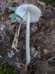 Amidella