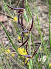 Lyperanthus suaveolens