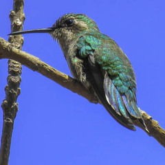 Short-Tailed Emerald photo 4