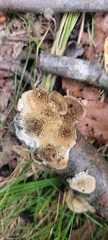 Trametes trogii