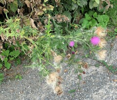 Cirsium vulgare