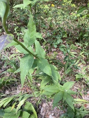 Verbesina helianthoides