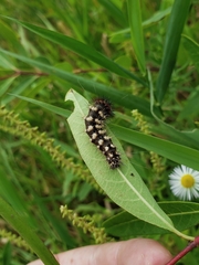 Acronicta longa