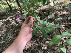 Desmodium laevigatum