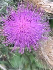 Cirsium vulgare