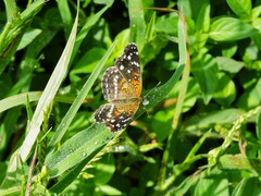 Anthanassa texana texana