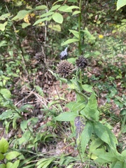 Verbesina helianthoides