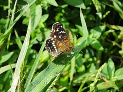 Anthanassa texana texana