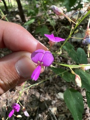 Desmodium laevigatum