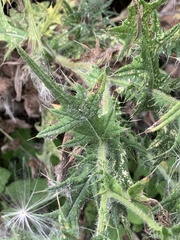 Cirsium vulgare