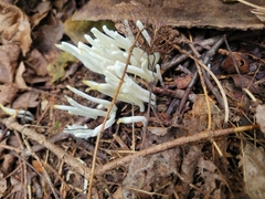 Clavaria fragilis
