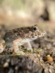 Fejervarya kawamurai