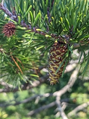 Pinus virginiana