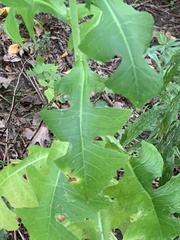 Lactuca biennis