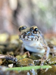 Fejervarya kawamurai