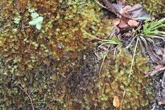 Pyrrhobryum spiniforme