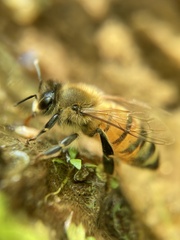 Apis mellifera