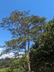 Pinus virginiana