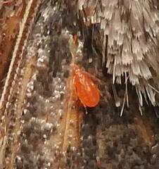 Trombidiformes