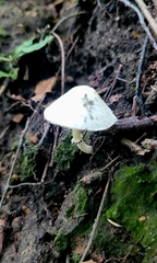 Amanita bisporigera