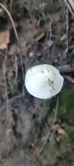 Amanita bisporigera