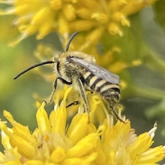 Colletes
