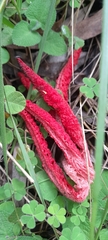Clathrus archeri