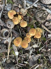 Heimiomyces tenuipes