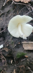 Amanita bisporigera